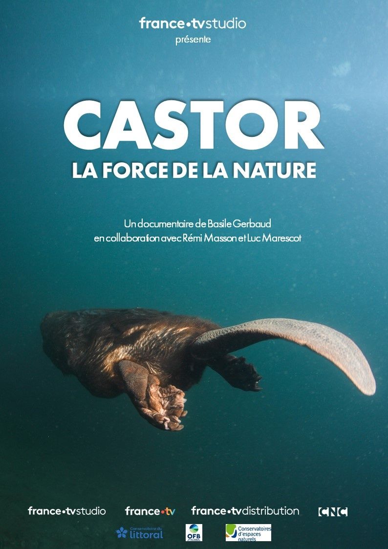 affiche du film castor